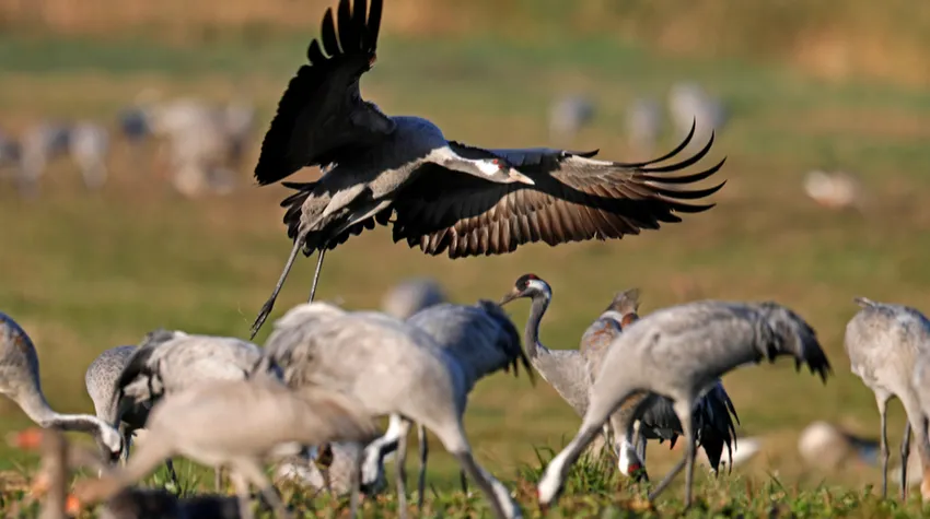 In der Urlaubsregion Fischland-Darß-Zingst seht ihr im Herbst Kraniche, so weit das Auge reicht. © Shutterstock, Ronald Wittek