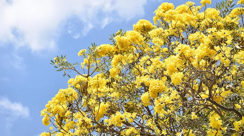 Nach alter Tradition werden Frauen in Italien gelbe Mimosen zum Internationalen Frauentag geschenkt. © Shutterstock, Teerathorn Phalachit