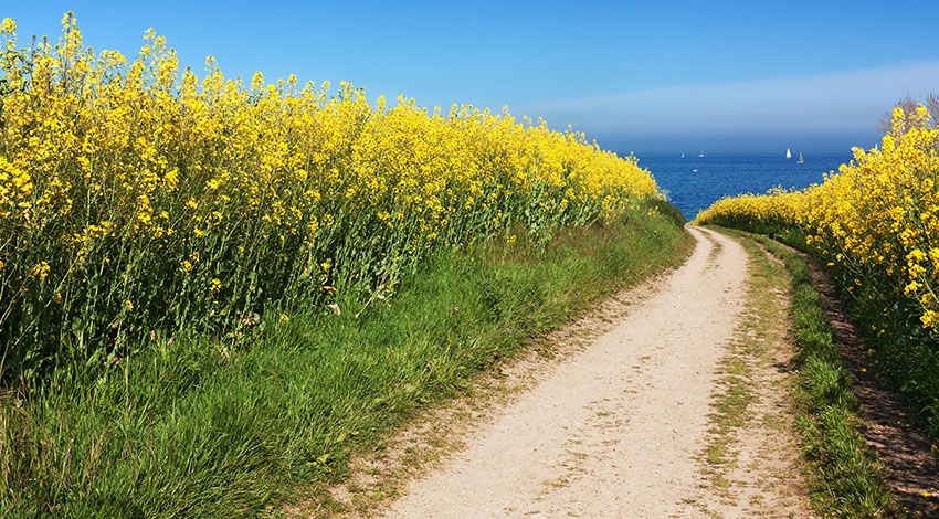 Sandweg zwischen blühenden Rapsfeldern mit Blick auf die Ostsee und weißen Segelbooten am Horizont unter blauem Himmel.