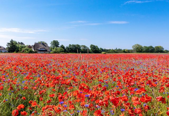 Weite Blumenwiese mit leuchtend rotem Mohn und blauen Kornblumen vor Ahrenshoop mit Reetdachhäusern unter blauem Himmel.