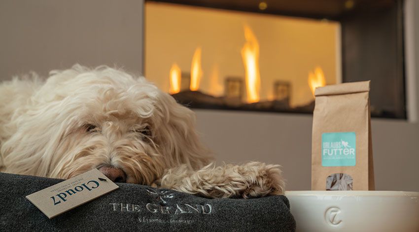 Hund liegt auf einem Handtuch des THE GRAND Ahrenshoop Hotels. Im Hintergrund ein Kamin und gemütliches Ambiente.