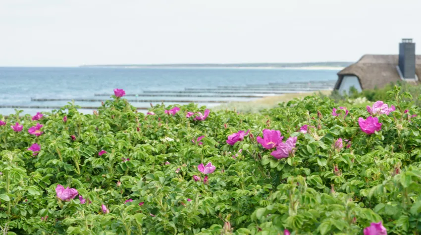 Urlaubsglück an der Ostsee – welche plattdeutschen Wörter hört man noch heute oft? © Shutterstock, ThomBal