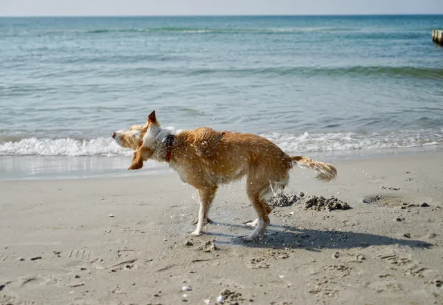 Mischlingshündin Nnra schüttelt sich am Strand von Ahrenshoop. © looping-magazin.de, Britta