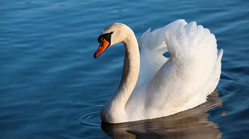 Schwäne lassen sich beim Darre Ort sehr gut beobachten. © Shutterstock, rsooll