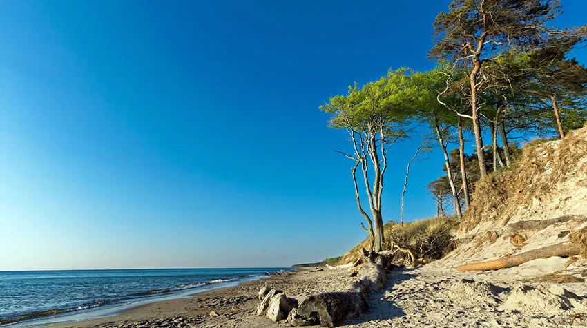 Wald und Meer wechseln sich auf Fischland-Darß-Zingst ab. © Shutterstock, FotoHamBorg - Borg Enders