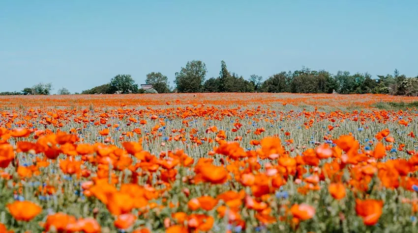 Beim Wandern werdet ihr im Sommer an Mohnblumen vorbeikommen.