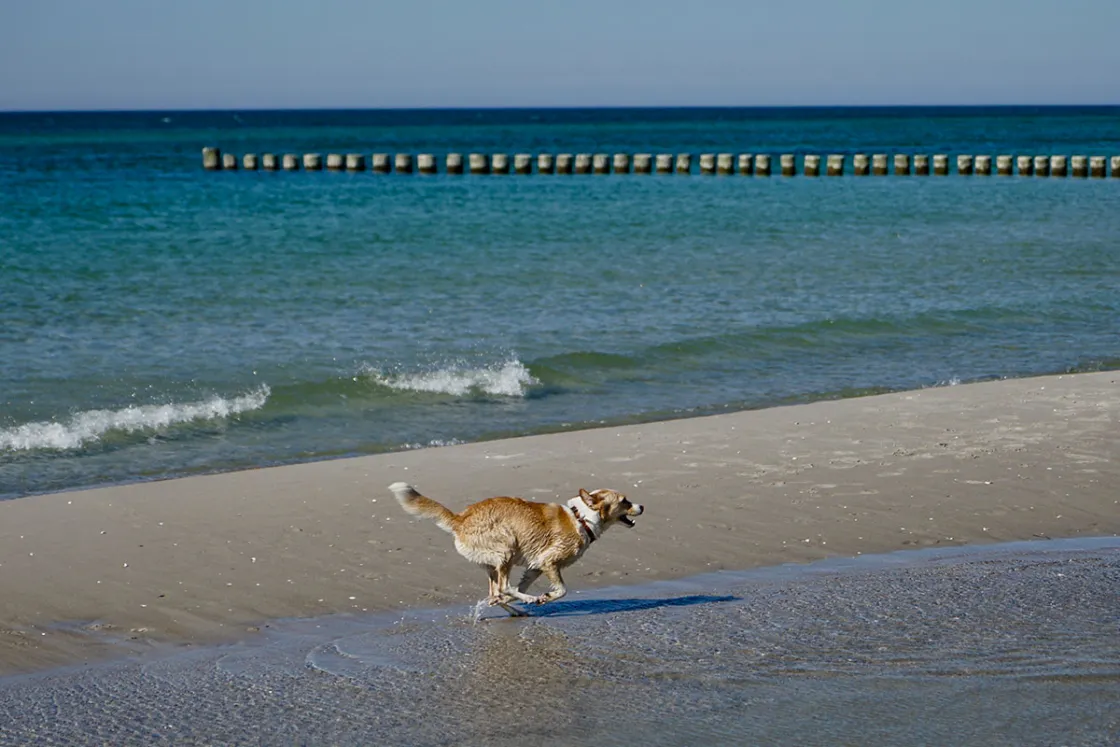 Soweit die Pfoten tragen: Am Ostseestrand tobt Nona sich so richtig aus. © looping-magazin.de, Britta