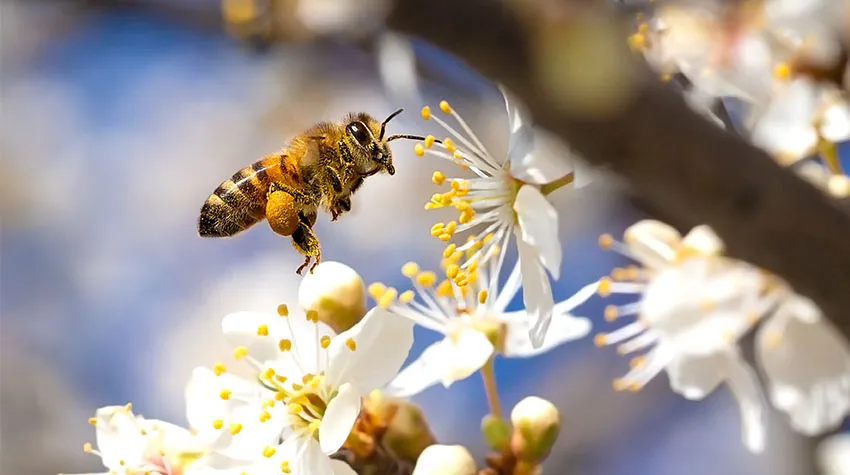 Eine Biene mit Pollen am Körper, die sich einer Blüte an einem Baum nähert. ©Adobe Stock, MPeev