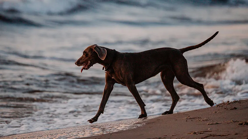 Im Ostseeurlaub kann sich euer Hund so richtig schön austoben.