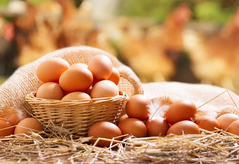 Am 14. Oktober ist Welt-Ei-Tag. © Shutterstock, Nitr