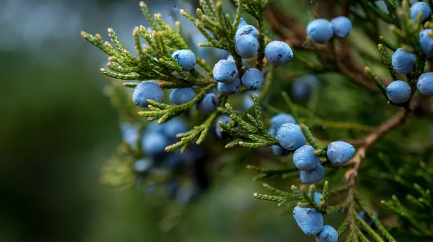 Gin erzeugt wenn man ihn pur trinkt, einen besonderen Wacholderbeer-Geschmack.  © Adobe Stock, Vlad