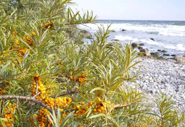 Als heimische Pflanze wächst Sanddorn wild an den Küsten der Nord- und Ostsee. Lernt die Zitrone des Nordens kennen und lasst euch die regionalen Produkte aus Sanddorn schmecken. © Shutterstock, photolike