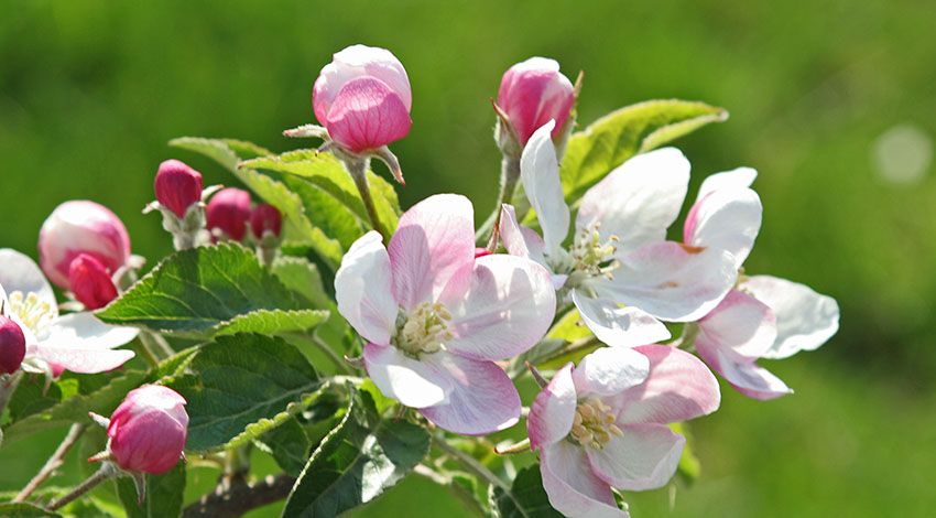 Zweig eines Apfelbaums mit zartrosa Blüten und Knospen vor einem unscharfen grünen Hintergrund.