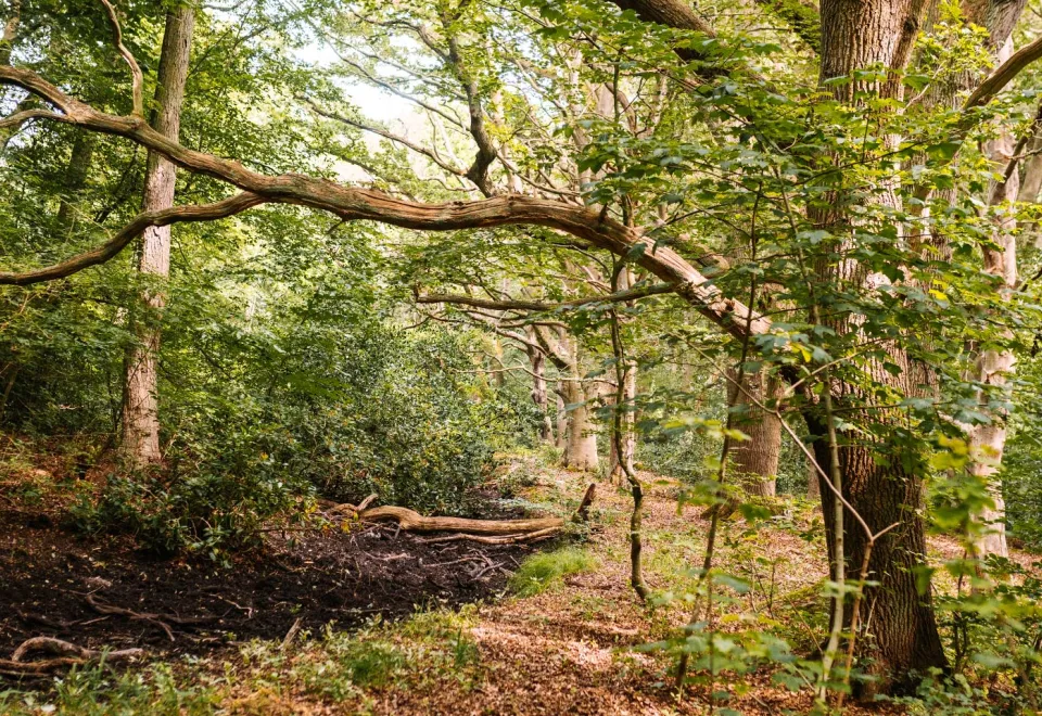 Der Wald – ein Ort, der Umwelt und Mensch zusammenbringt
