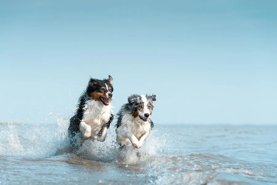Zwei Hunde laufen spielend durch flaches Wasser an der Ostsee bei Ahrenshoop.