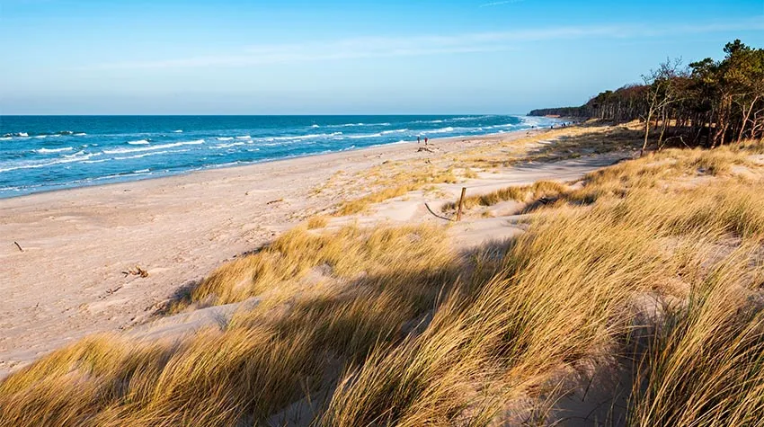 Windflüchter können Sträucher oder Bäume sein. © Shutterstock, dugdax