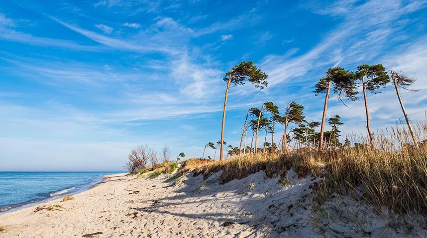 Kommt nach Ahrenshoop und entdeckt die schönen Windflüchter. © Shutterstock, ricok