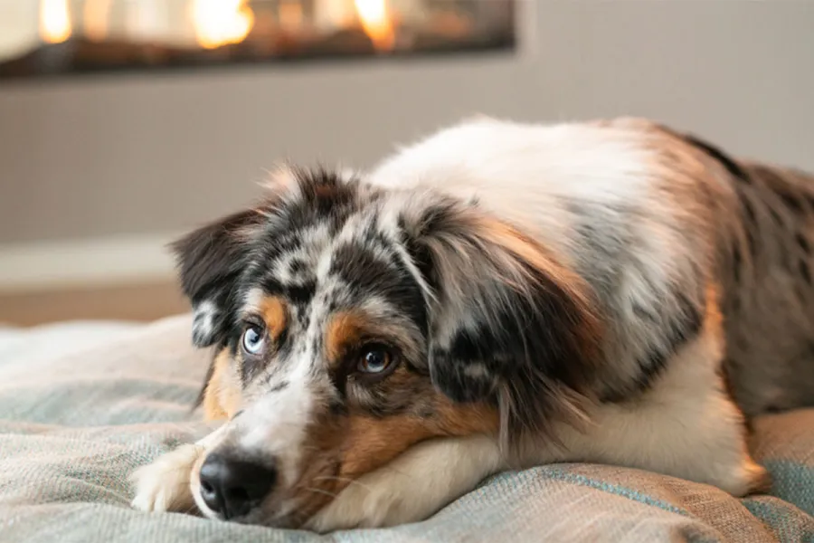 Vier Pfoten, volles Verwöhnprogramm