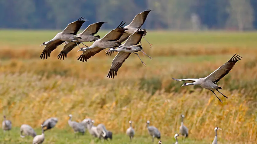 Bei einem Ostseeurlaub im Herbst, könnt ihr mit etwas Glück Kraniche sehen.© Shutterstock, Ronald Wittek