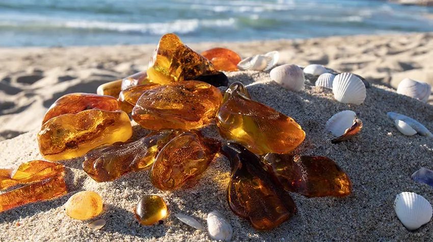 Genießt das Gold des Meeres am Strand von Ahrenshoop. © Shutterstock, Milla77