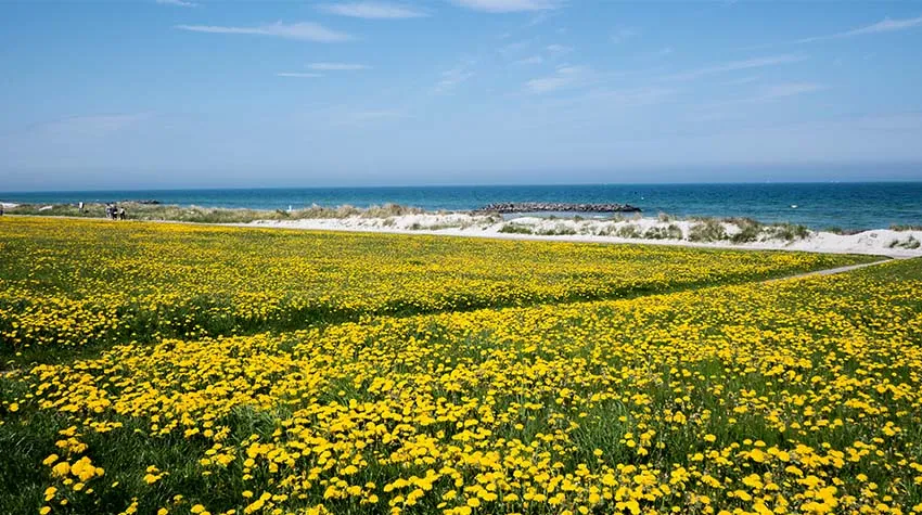 ein weites Feld voller Löwenzahn mit der Ostsee im hintergrund