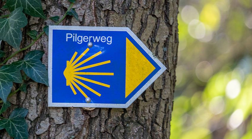 Wegweiser des Pilgerwegs mit gelber Jakobsmuschel auf blauem Grund an einem Baum befestigt.