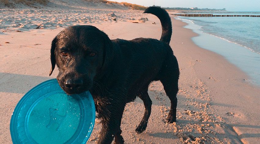 Ein Hund mit schwarzem Fell trägt einen Frisbee im Maul und spielt am Strand.