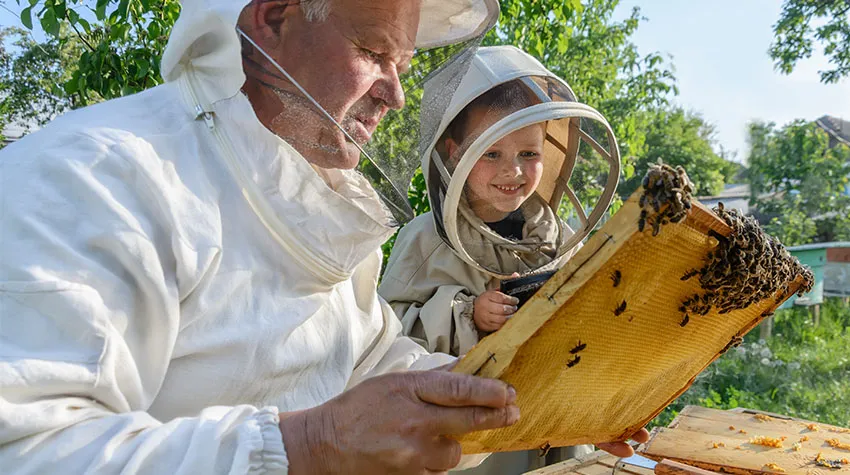 Ein Imker, der seinem Enkel eine Wabe mit Bienen darauf zeigt. ©Adobe Stock, kosolovskyy