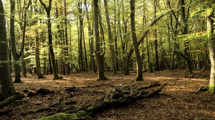 Unglaublich vielfältig: Auf Fischland-Darß-Zingst liegen Wald und Meer direkt nebeneinander. © Shutterstock, bluecrayola