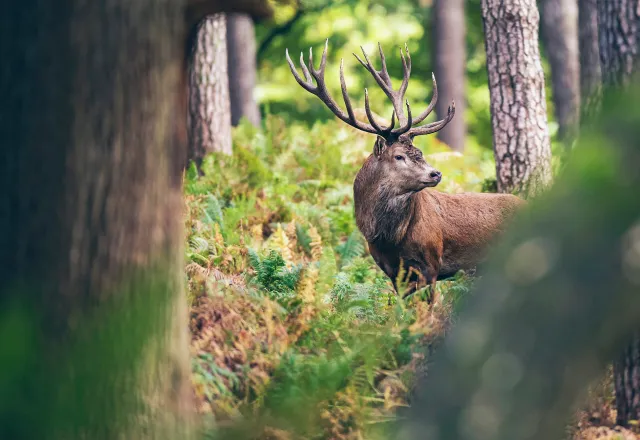 Im Darßwald kannst du im Herbst die Hirsche röhren hören. © Shutterstock, Ysbrand Cosijn
