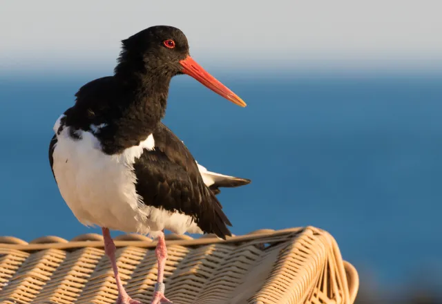 Neben der Nähe zum Meer gehört auch Plattdeutsch fest zur Ostseeregion dazu. © Shutterstock, Christoph Mischke