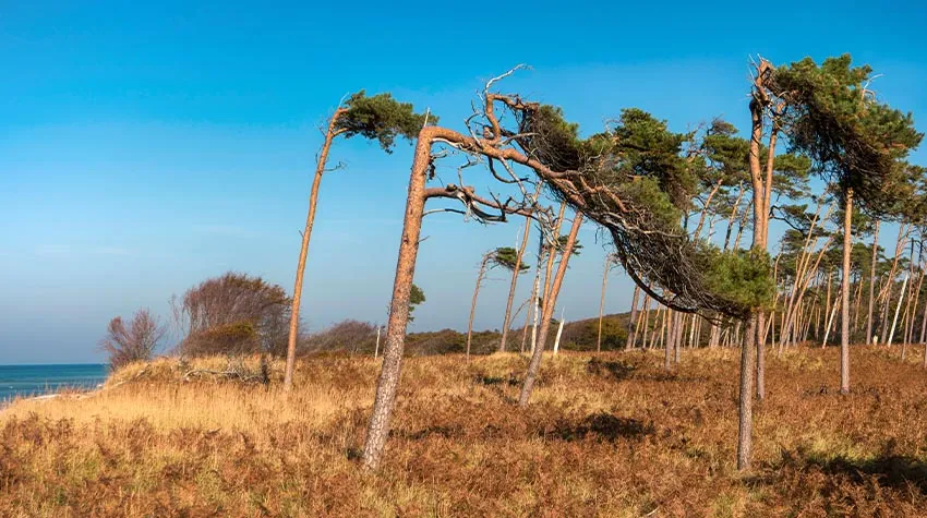 Windflüchter wachsen in sehr windigen Regionen. © Shutterstock, bluecrayola