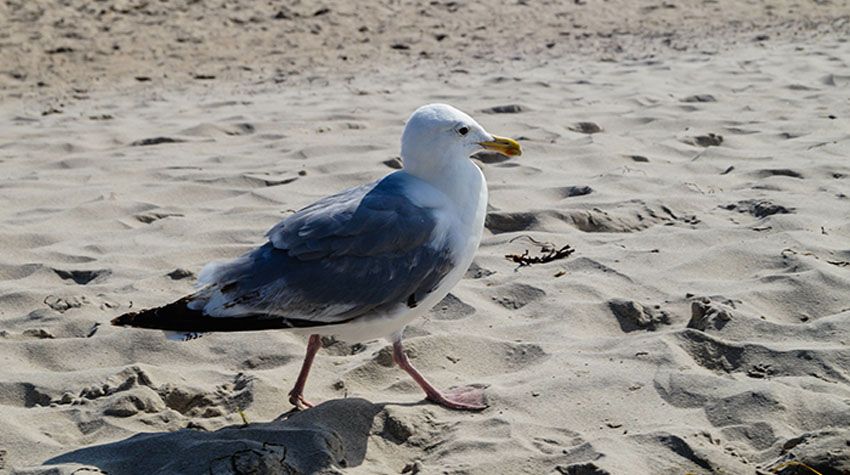 Eine Möwe mit grauem Gefieder spaziert über den hellen Sandstrand an der Ostsee bei sonnigem Wetter.