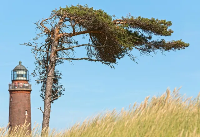 Auf Fischland-Darß-Zingst könnt ihr viele Windflüchter entdecken. © Shutterstock, UbjsP