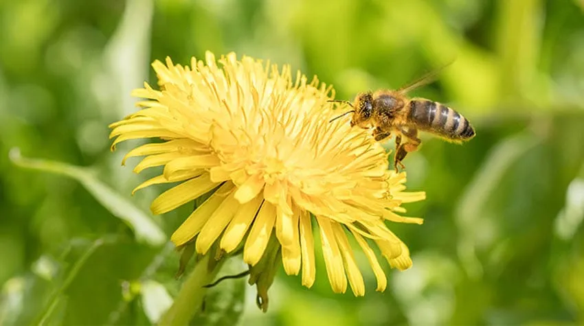 Eine Biene auf der Blüte eines Löwenzahns