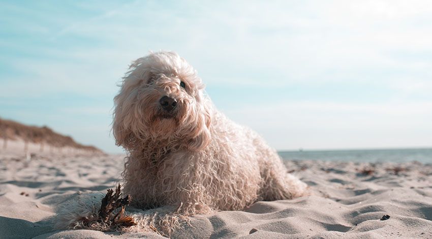 Hund liegt am Strand und schaut in die Ferne.