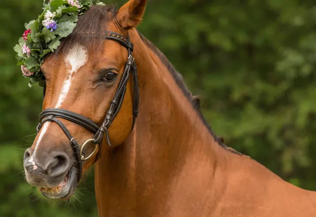 Beim Tonnenabschlagen reiten die Teilnehmer auf Pferden. © Shutterstock, DTeibe Photography