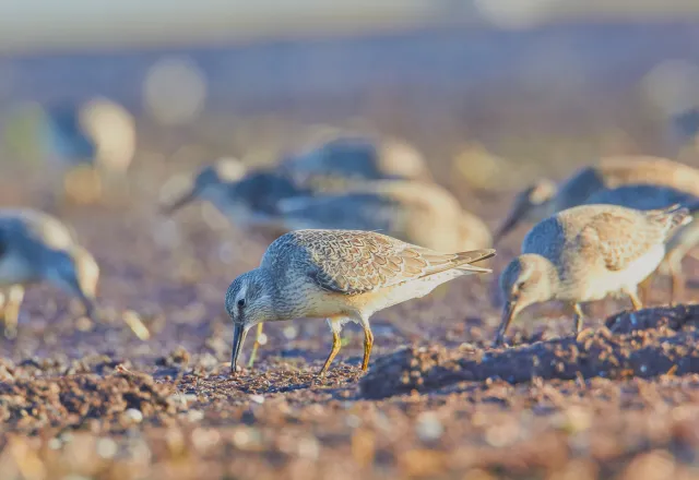Selbst seltene Vögel sind auf dem Darß zuhause. © Shutterstock, Basel001