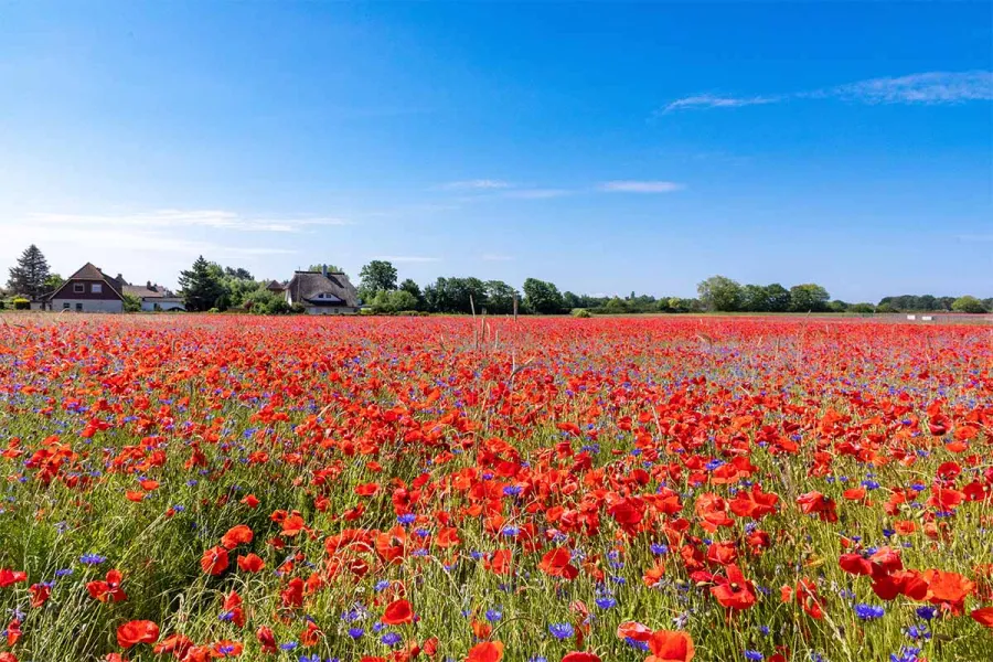 Mohnfeld mit roten und blauen Mohnblumen, blauem Himmel und Reetdachhäusern im Hintergrund