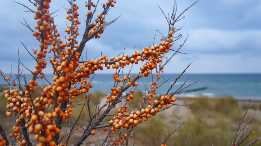 Sanddornbeeren kurz vor der Erntezeit: Die heimische Pflanze findet an den kargen und sandigen Küstenregionen der Ostsee ideale Bedingungen für das Wachstum vor. © Shutterstock, Mr Paul