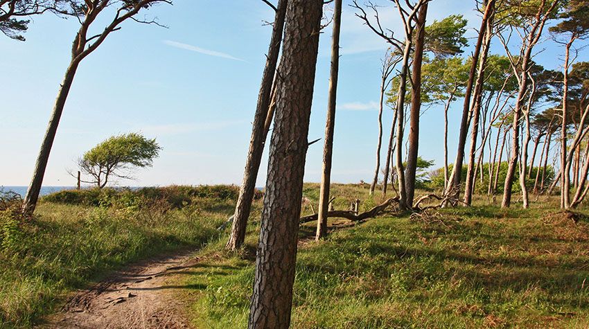 Waldweg durch die windgeformten Bäume am Weststrand mit Blick Richtung Ostsee.