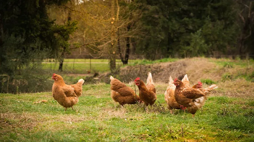 Bio-Eier sollten stets bevorzugt gekauft werden. © Shutterstock, mastersky
