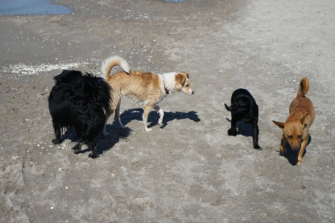 Im Ostseeurlaub findet euer Hund bestimmt auch den einen oder anderen tierischen Spielgefährten. © looping-magazin.de, Britta