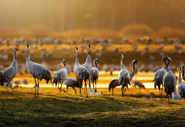 Zwischen September und November finden sich jedes Jahr Scharen von Kranichen auf Fischland-Darß-Zingst ein. © Shutterstock, Stefan Holm