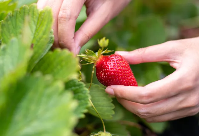 Wusstet ihr, dass die Erdbeere voller Vitamine steckt und unglaublich gesund ist? © Shutterstock, Michelle Sha