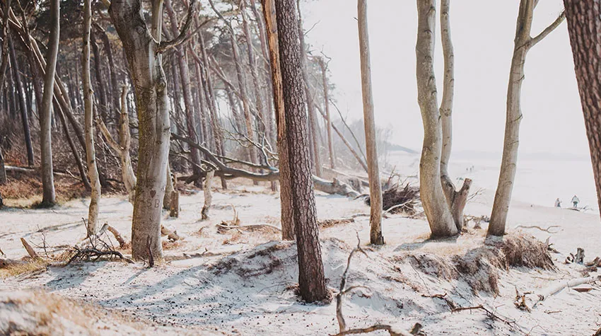 Mystisch: Im urigen Darßwald herrscht eine ganz besondere Atmosphäre.