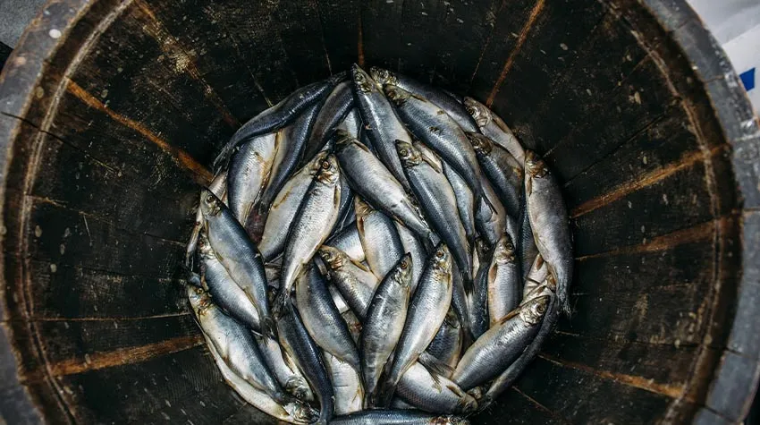 Die Tradition des Heringsfasses begann mit der schwedischen Besatzung. © Shutterstock, DedMityay
