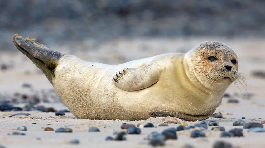 Es gibt einige Aspekte, die ihr bei einer Robbensichtung beachten müsst. © Shutterstock, Menno Schaefer