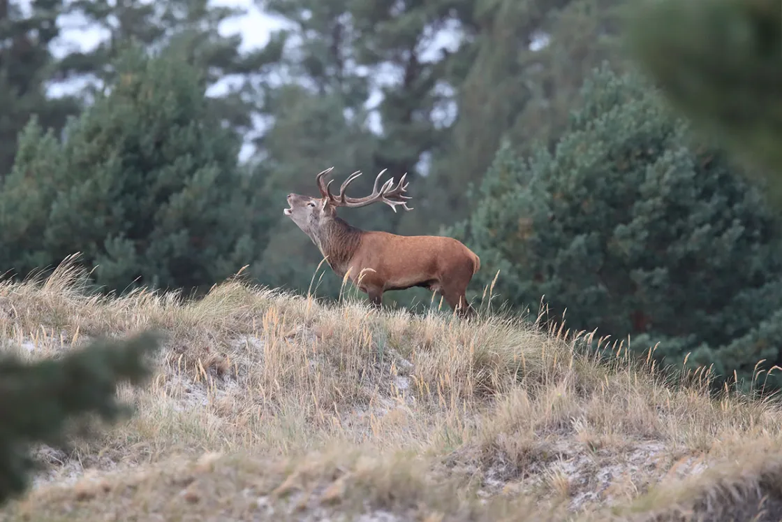 Lautstark verteidigt dieser Hirsch sein Revier vor Rivalen und beeindruckt damit die eine oder andere Hirschdame. © Shutterstock, Frank Fichtmueller