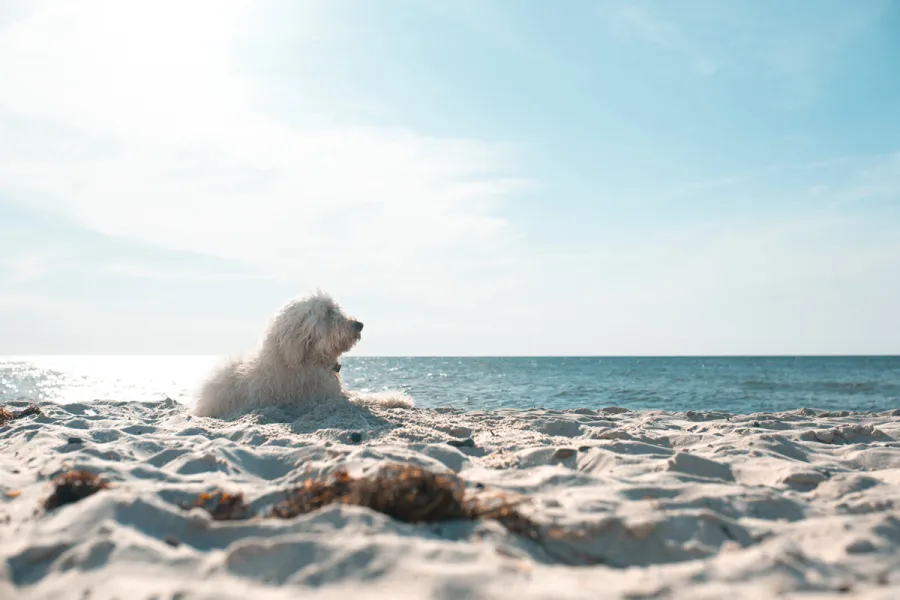 Weißer Hund liegt entspannt am Strand und blickt auf die Ostsee.